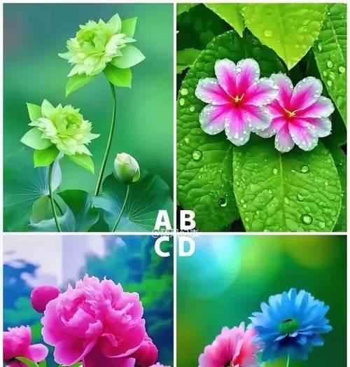 104朵花代表什么含义？花语背后的深层意义是什么？