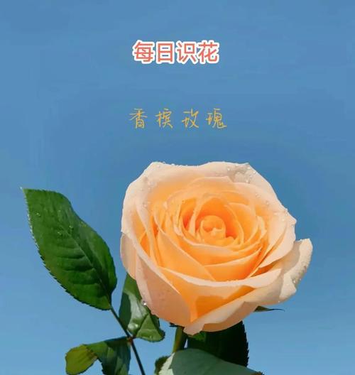 香槟玫瑰代表什么含义？花语背后的爱情寓意是什么？