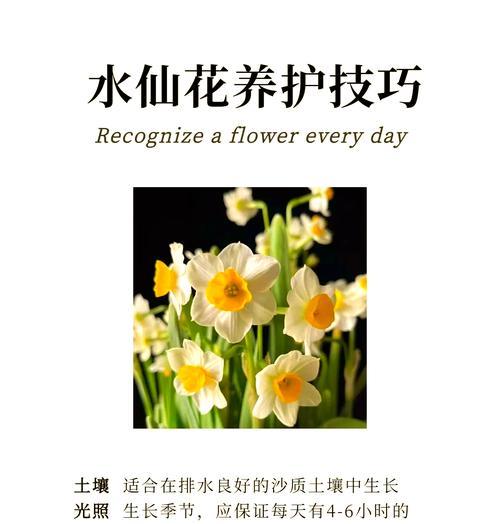 水仙花的花语是什么？如何用它表达爱意？