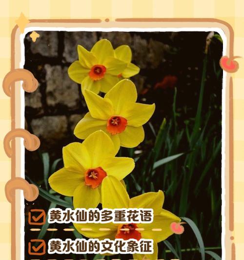 水仙花的花语是什么？如何用它表达爱意？