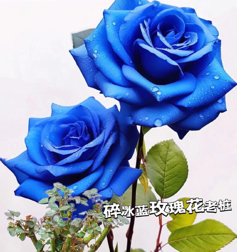 蓝玫瑰代表什么含义？花语背后的秘密是什么？