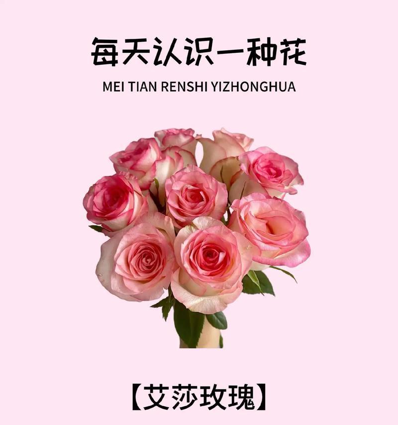 玫瑰花的寓意是什么？不同颜色和数量的玫瑰代表什么含义？