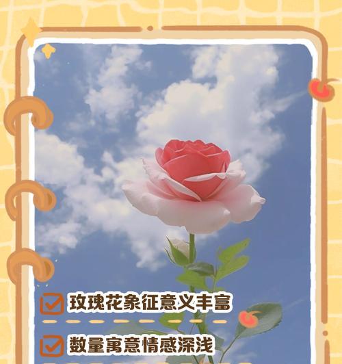 玫瑰花的寓意是什么？不同颜色和数量的玫瑰代表什么含义？