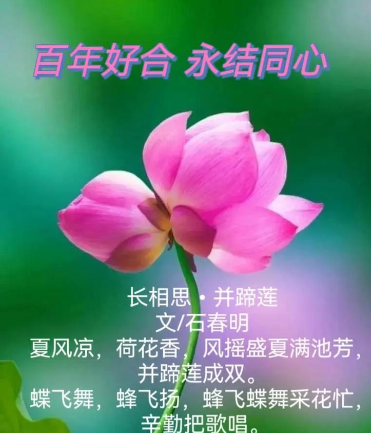 104朵花代表什么含义？了解104朵花的寓意和象征意义？