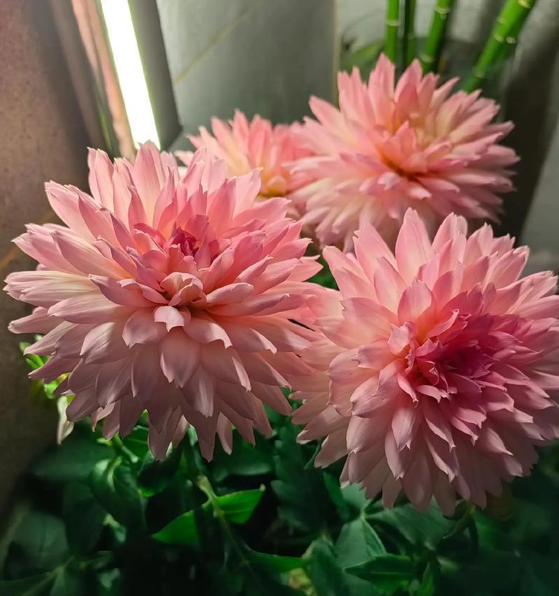 104朵花代表什么含义？了解104朵花的寓意和象征意义？