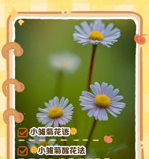 雏菊花语是什么意思？如何正确解读雏菊的花语含义？