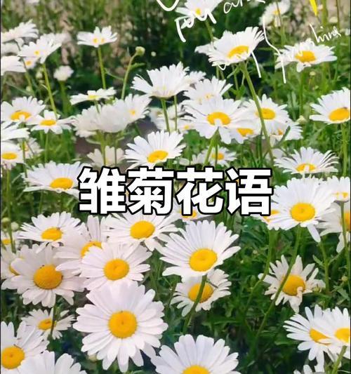 雏菊花语是什么意思？如何正确解读雏菊的花语含义？