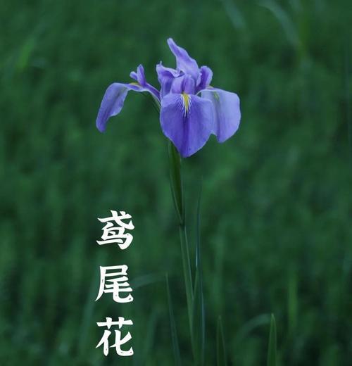 鸢尾花花语是什么？鸢尾花的含义和象征有哪些？