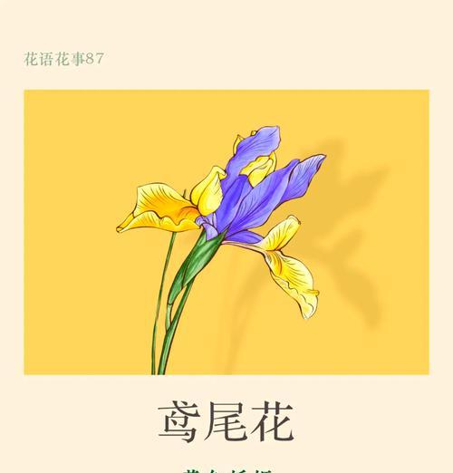 鸢尾花花语是什么？鸢尾花的含义和象征有哪些？