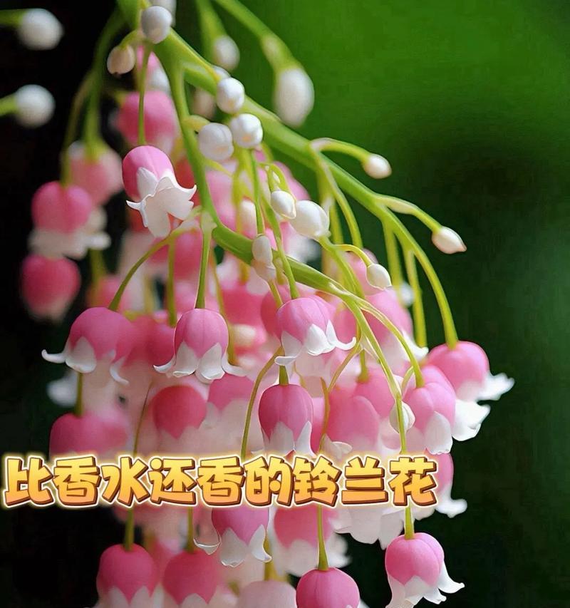 什么花的花语代表幸福？揭秘幸福花语的花卉有哪些？