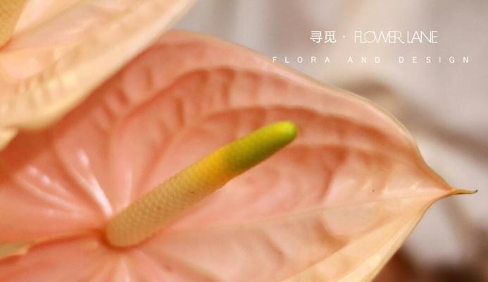 粉掌的花语是什么？粉掌代表的含义有哪些？