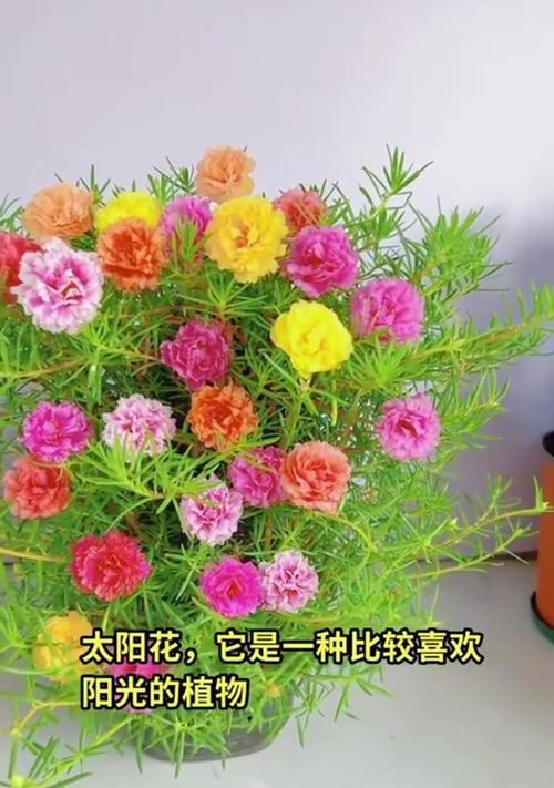 太阳花的寓意是什么？如何正确理解太阳花的象征意义？