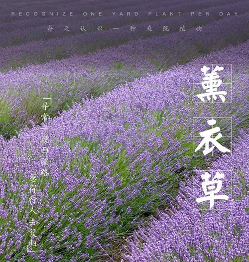 熏衣草的花语是什么？如何用它表达爱意？