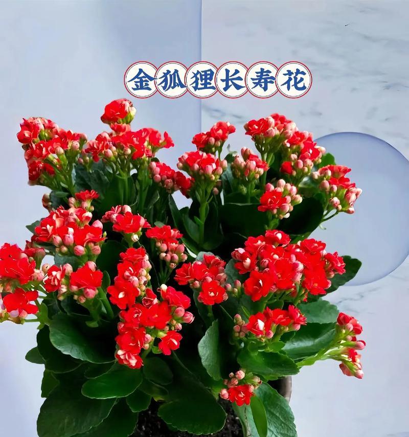长寿花花语是什么？如何正确解读长寿花的寓意？