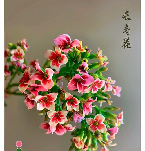 长寿花花语是什么？如何正确解读长寿花的寓意？