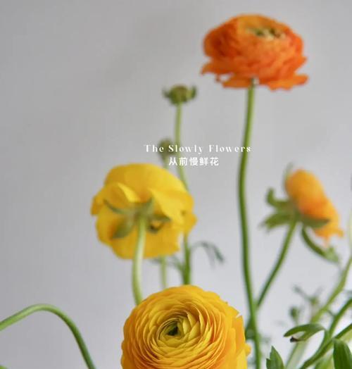 洋牡丹花语是什么？如何正确解读洋牡丹的花语含义？
