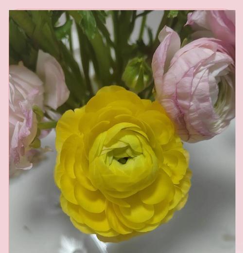 洋牡丹花语是什么？如何正确解读洋牡丹的花语含义？