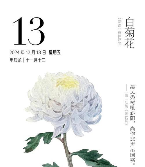菊花花语是什么意思？如何正确解读菊花的象征意义？