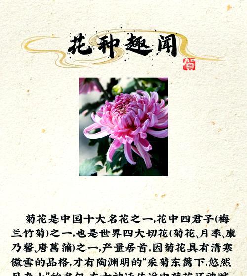 菊花花语是什么意思？如何正确解读菊花的象征意义？