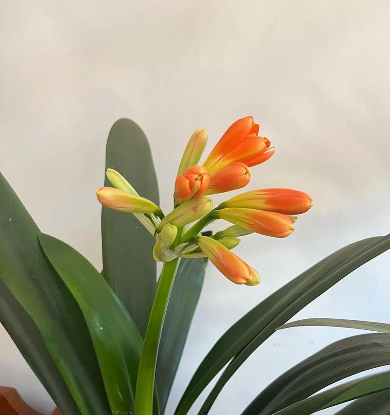 104朵花的寓意是什么意思？如何正确解读？