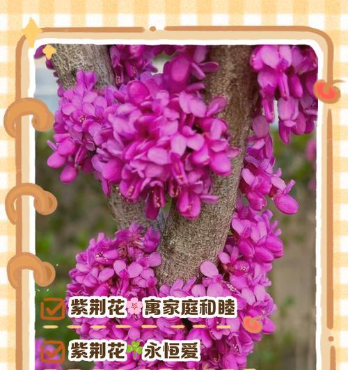 104朵花的寓意是什么意思？如何正确解读？