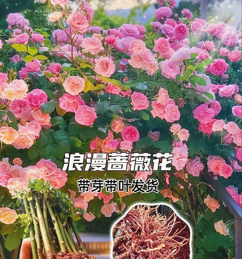 蔷薇的花语是什么？如何用蔷薇表达爱意？