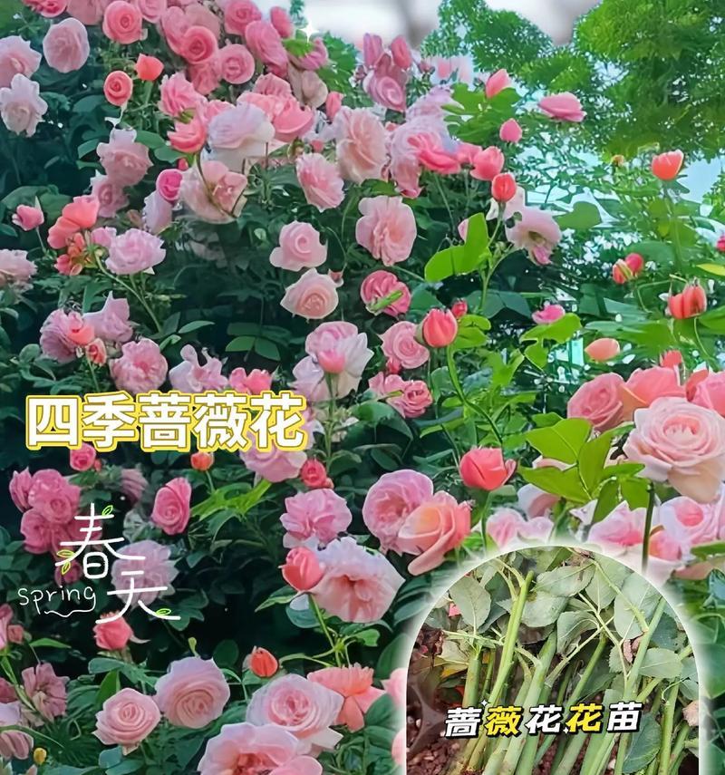蔷薇的花语是什么？如何用蔷薇表达爱意？