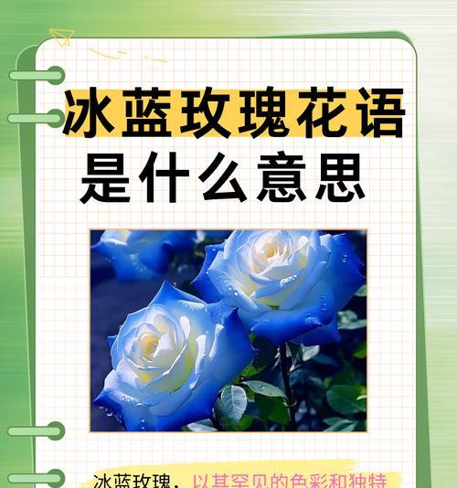 蔷薇的花语是什么？如何用蔷薇表达爱意？