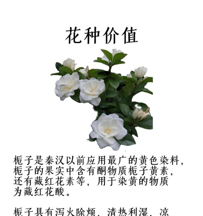 栀子花的寓意是什么？如何用栀子花表达情感？