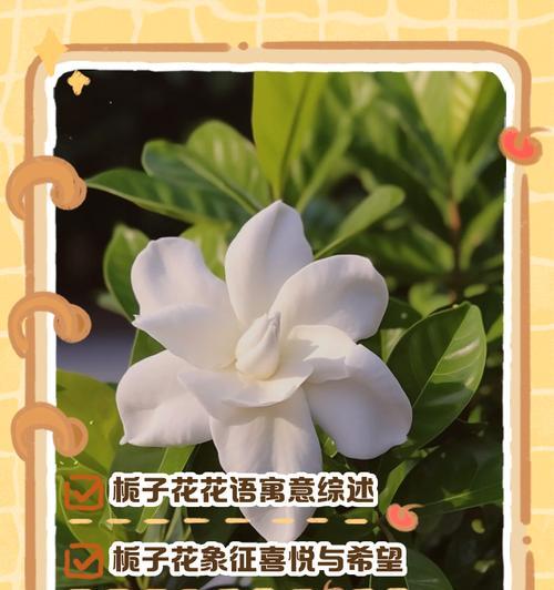 栀子花的寓意是什么？如何用栀子花表达情感？