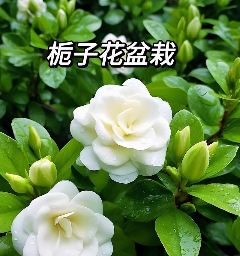 栀子花的寓意是什么？如何用栀子花表达情感？