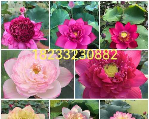 莲花花语是什么？如何解读莲花的象征意义？