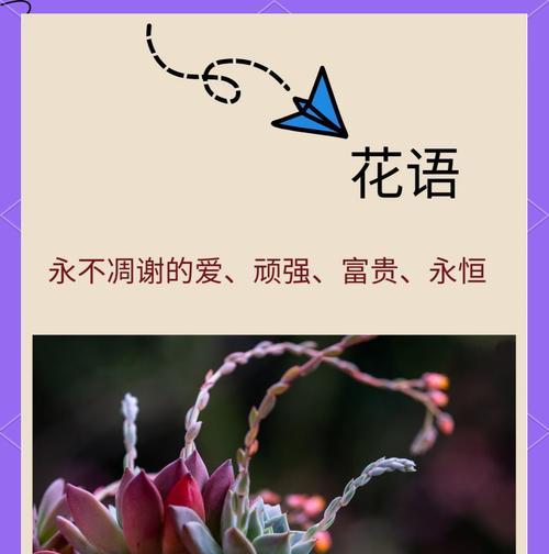 莲花花语是什么？如何解读莲花的象征意义？