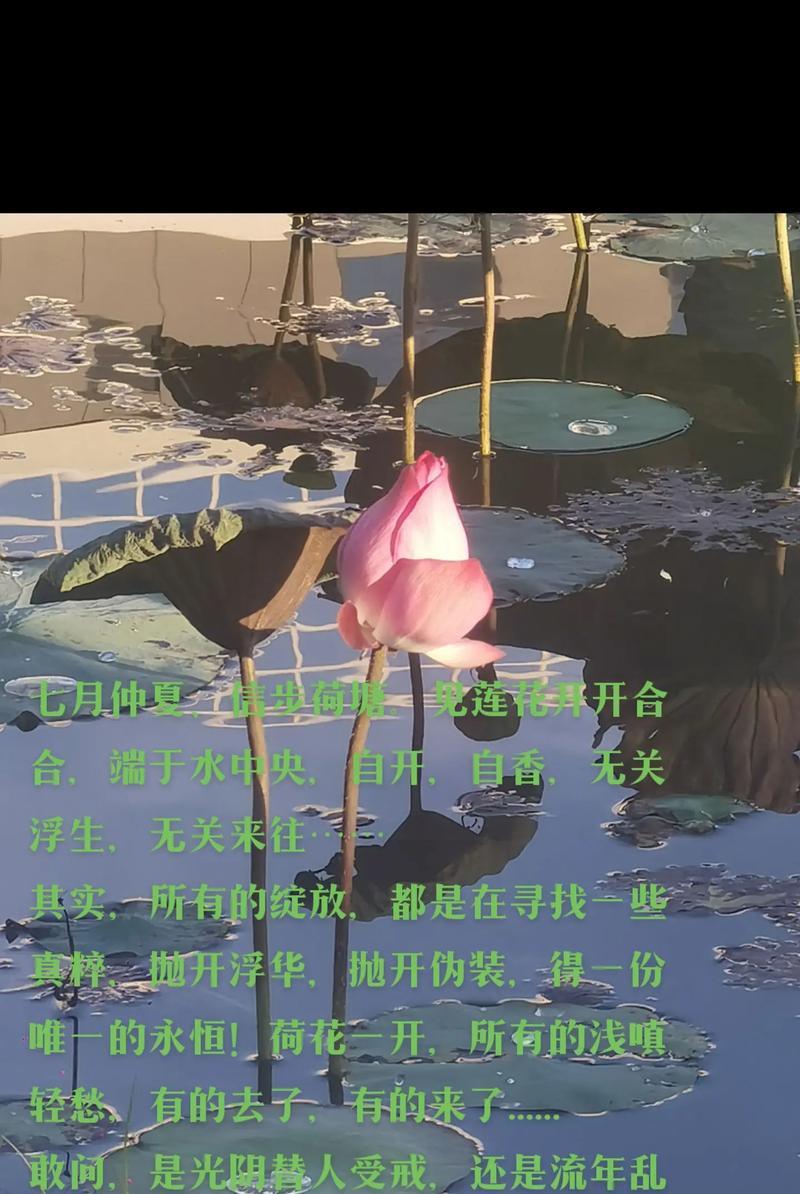 莲花花语是什么？如何解读莲花的象征意义？