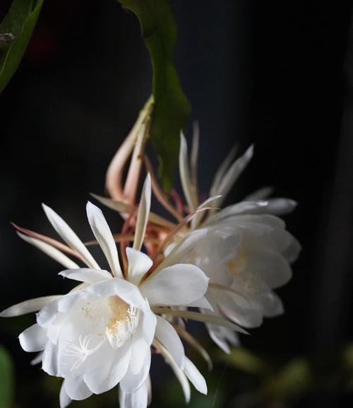 昙花的花语是什么？昙花代表的含义有哪些？