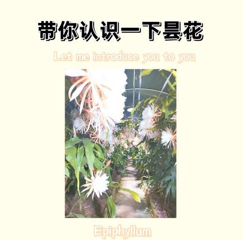 昙花的花语是什么？昙花代表的含义有哪些？