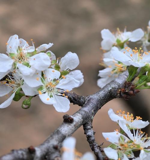 李的花语是什么？了解李花的象征意义和背后故事？