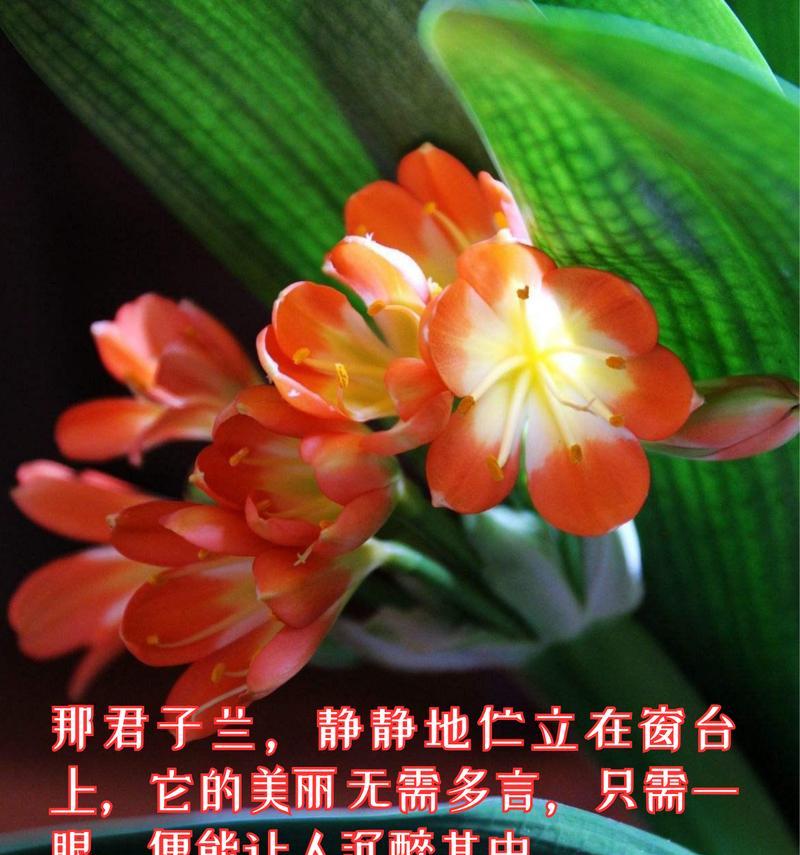 君子兰花语是什么？了解君子兰的象征意义和花语含义？