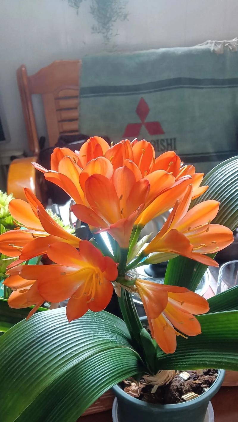 君子兰花语是什么？了解君子兰的象征意义和花语含义？