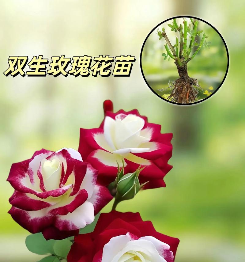 104朵花的寓意是什么意思？花语背后隐藏的含义是什么？
