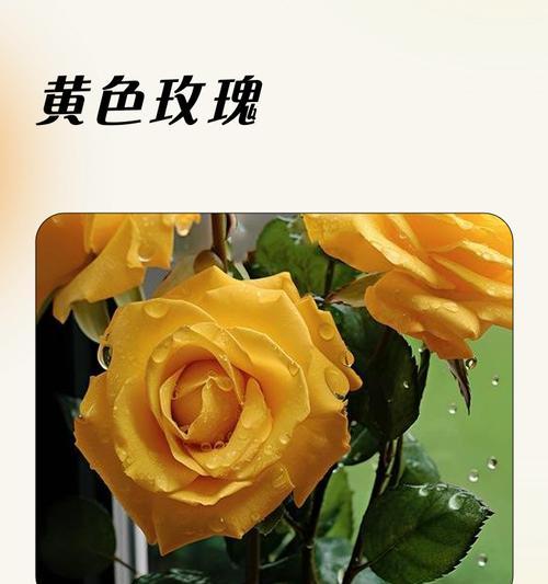 淡黄玫瑰的花语是什么？购买淡黄玫瑰时应注意什么？