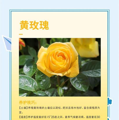 淡黄玫瑰的花语是什么？购买淡黄玫瑰时应注意什么？