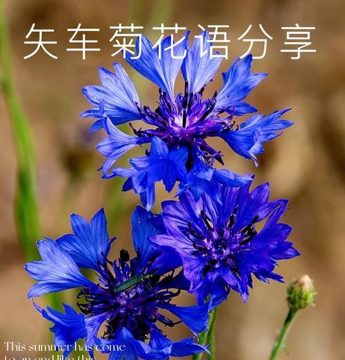 象征忠诚陪伴的花是什么花？这种花的花语有哪些含义？