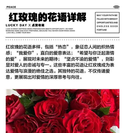 玫瑰花的花语是什么？不同颜色玫瑰代表什么含义？
