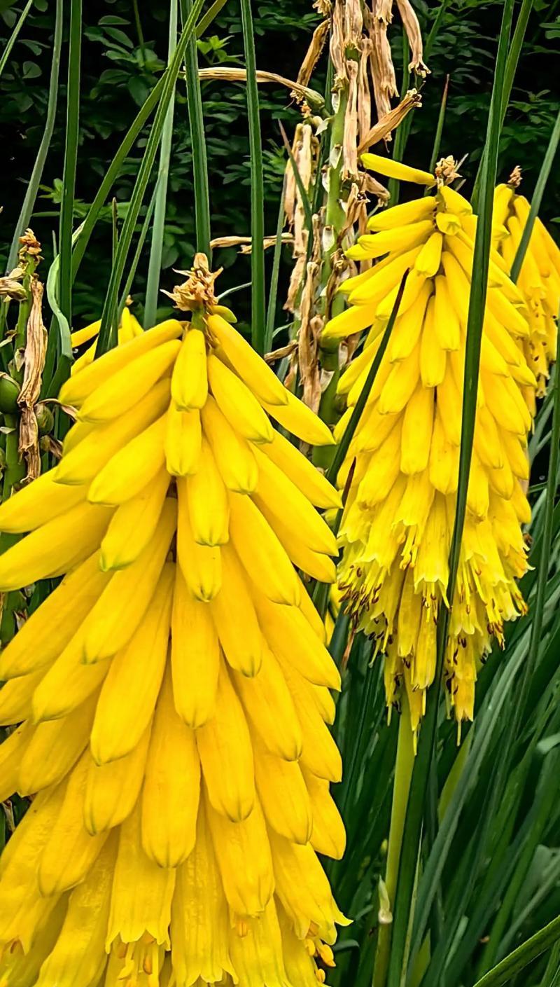 象征着希望曙光的花朵是什么花？这种花的寓意和特点是什么？