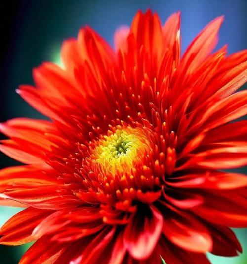 象征着希望曙光的花朵是什么花？这种花的寓意和特点是什么？
