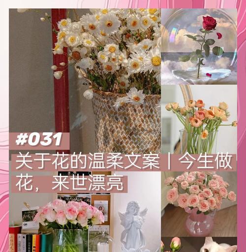 浪漫伯爵花语是什么？伯爵玫瑰代表了哪些情感？