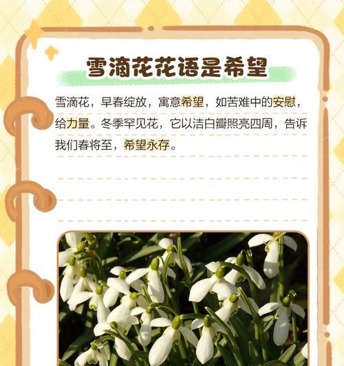 像冬日的花语是什么？如何理解冬日花卉的寓意？