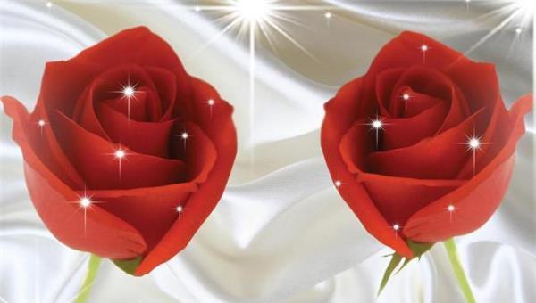 红袖玫瑰花语是什么？如何表达爱意？