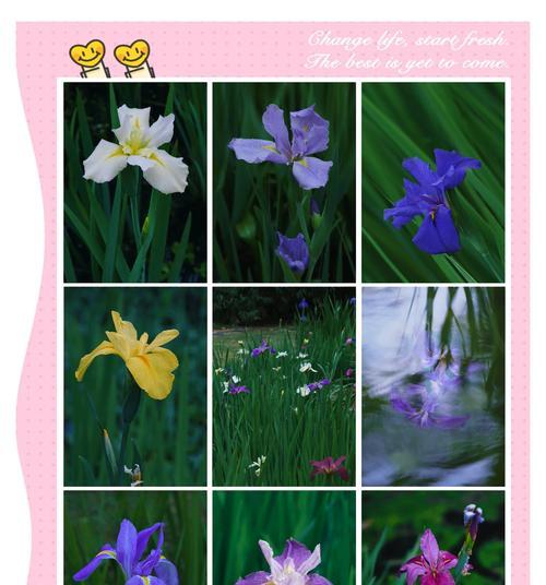象征自由的白色花是什么花？有哪些特点和象征意义？